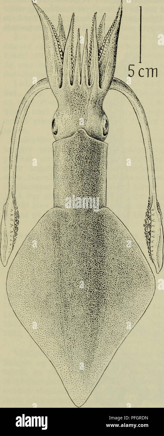 . Danmarks fauna; illustrerede haandbøger su den danske dyreverden... 147. Érø m Fig. 79. Loligo forbesi &LT;J. Til højre tentakelkølle. Orig. 10*. Si prega di notare che queste immagini vengono estratte dalla pagina sottoposta a scansione di immagini che possono essere state migliorate digitalmente per la leggibilità - Colorazione e aspetto di queste illustrazioni potrebbero non perfettamente assomigliano al lavoro originale. Dansk naturhistorisk forening. København, G. E. C. Gad Foto Stock