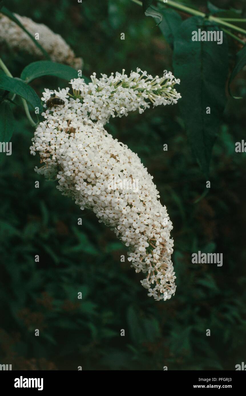 Buddleja Davidii 'pace' (Butterfly Bush) con densi ammassi di minuscoli fiori bianchi su picchi di terminale Foto Stock