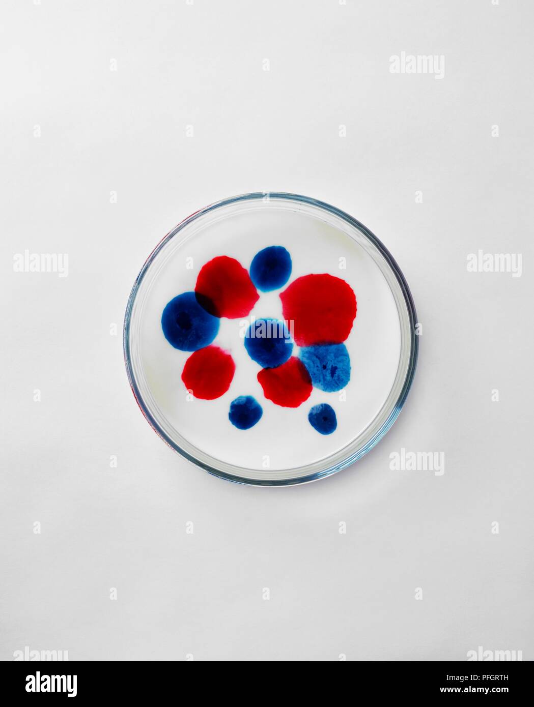 Gocce di blu e rosso colorante alimentare galleggianti sulla superficie del latte in capsula di petri Foto Stock