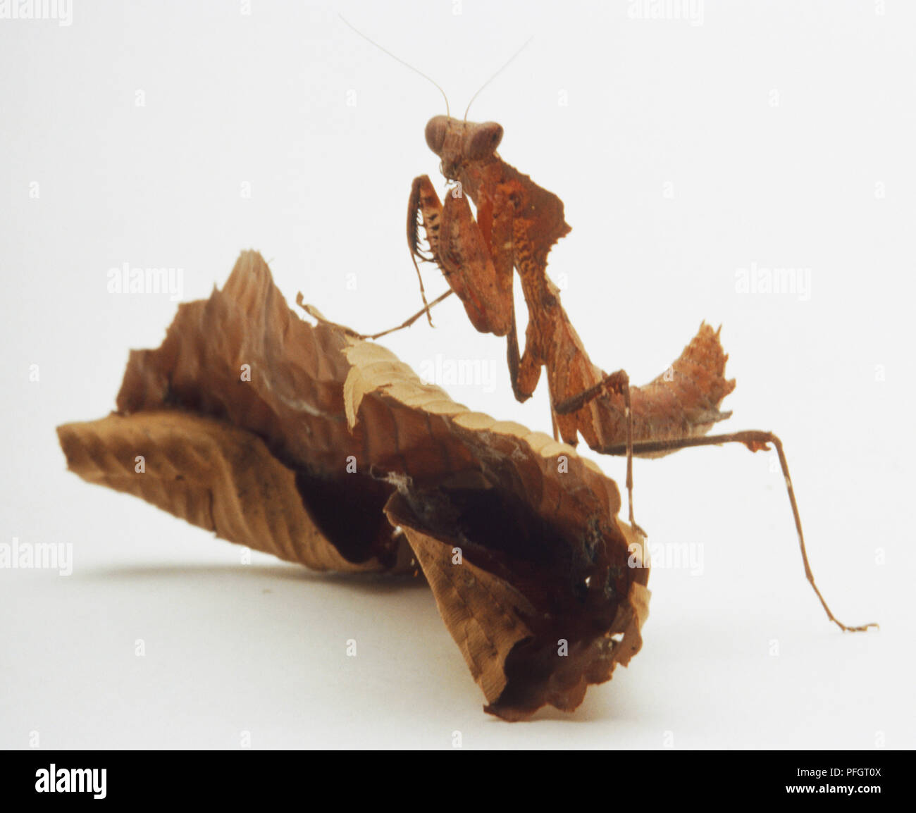 Foglia morta Mantis (Phasmatodea) su una foglia morta Foto Stock