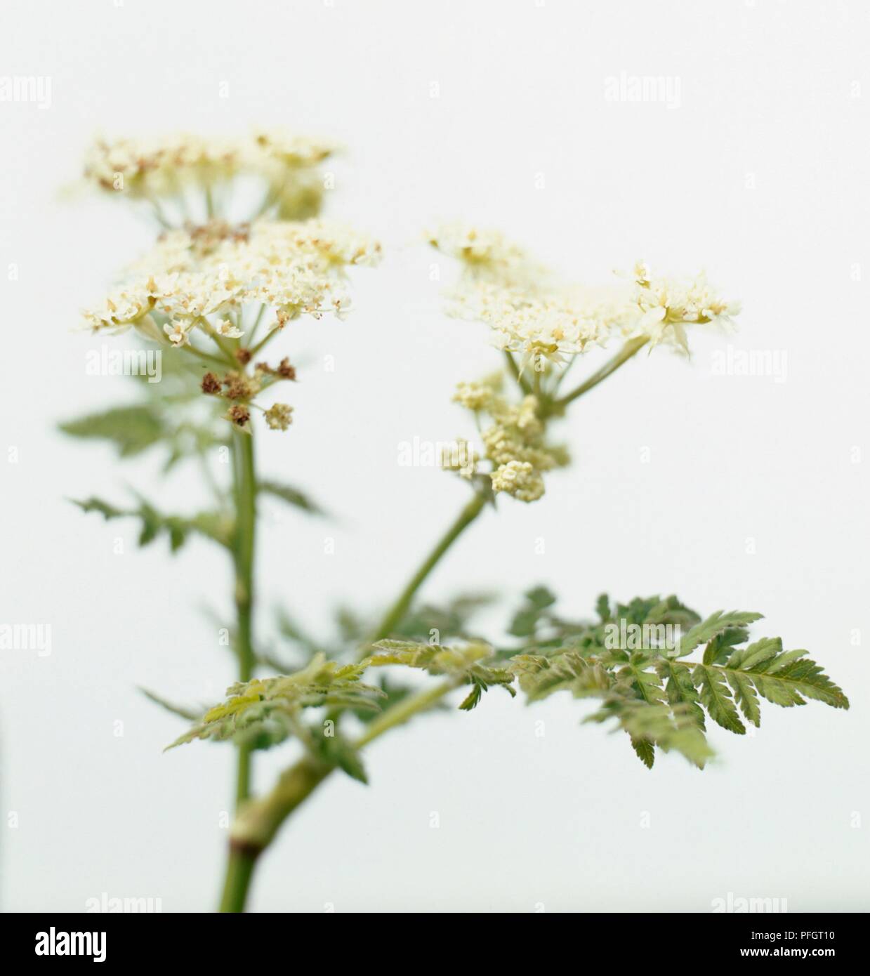 Myrrhis odorata (dolce cicely), fiori in bianco e umbels fern-come foglie verdi Foto Stock