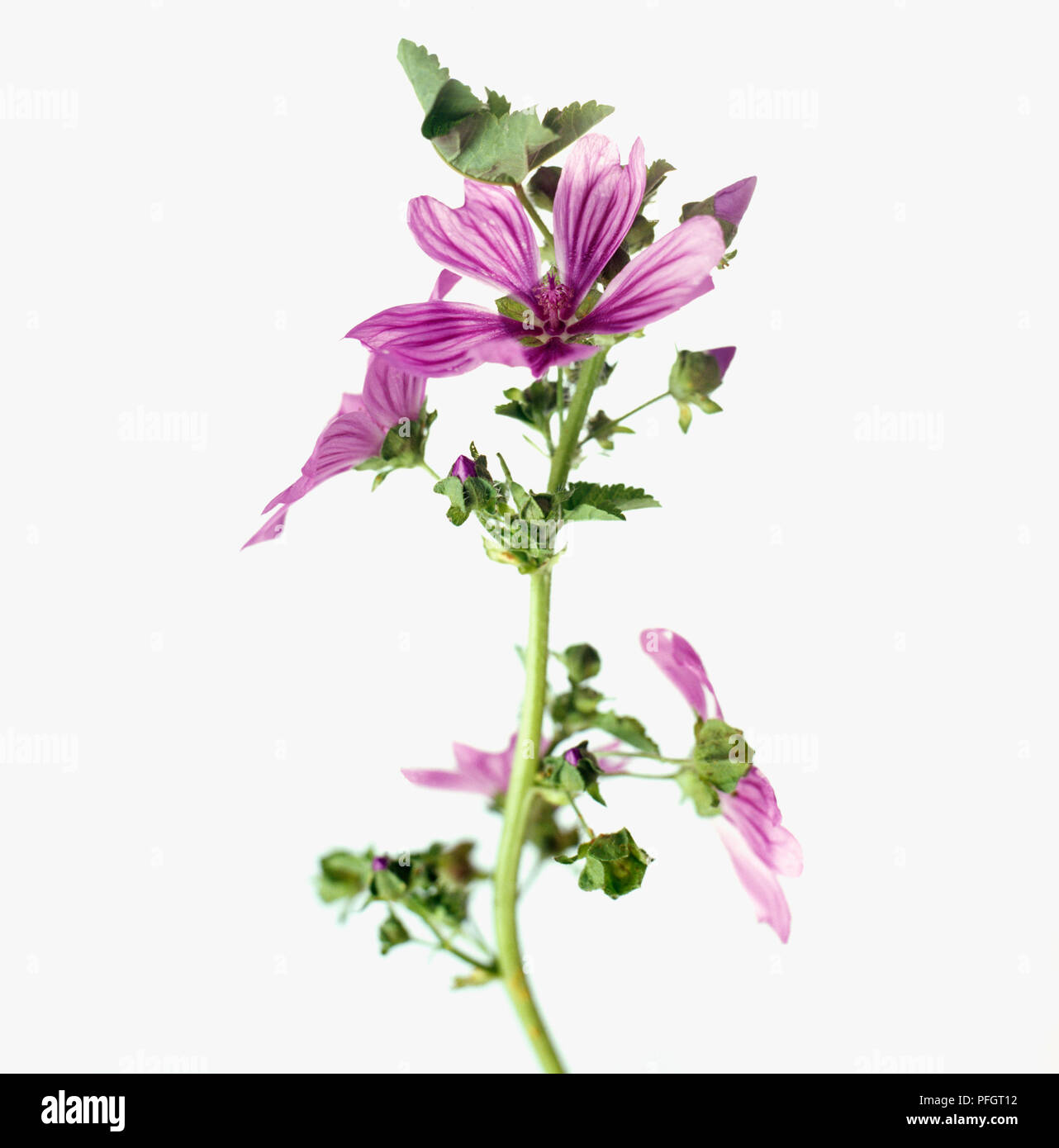 Malva Sylvestris (Malva comune), pallido rosa-viola, venata di fiori con metà-Verde foglie di roverella sul gambo lungo, close-up Foto Stock