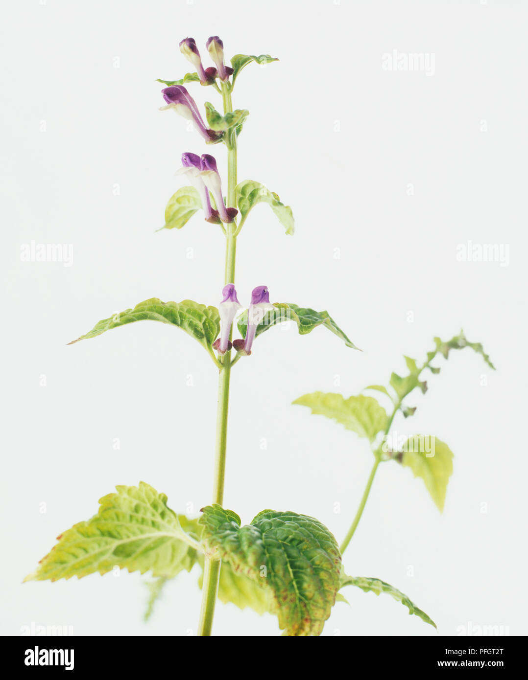 Zucchetto Virginia (Scutellaria lateriflora), piccolo blu scuro-fiori viola sul labbro superiore e viola pallido fiori sul labbro inferiore sul gambo quadrato con ovale, metà di foglie verdi con texture rugosa, close-up Foto Stock