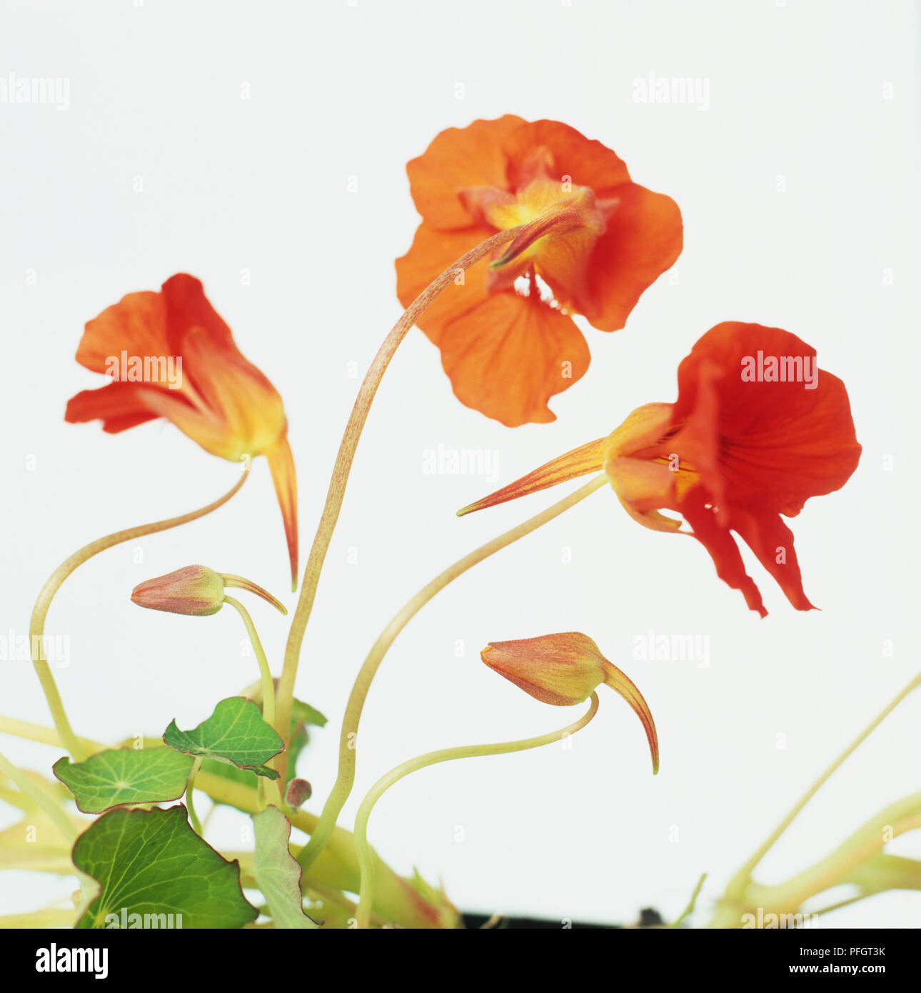 Nasturtium Empress of India, ropaeolum majus 'Empress of India", rosso scuro, casco fiori a forma di flowerbuds e con lunghi speroni di nettare su lunghi steli con round mid-foglie verdi aventi distinte vene, close-up. Foto Stock