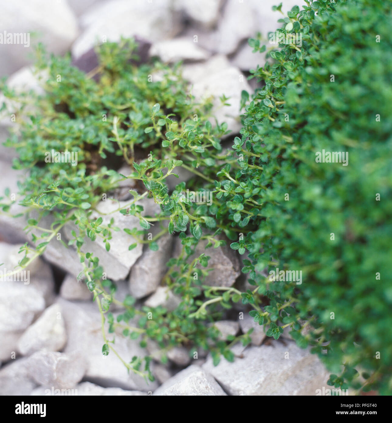 Thymus serpyllum 'Minimus', Minimus Timo, stretto-timo crescente con foglie di colore verde scuro del tappeto di formazione su piccole pietre, vicino, vista dall'alto. Foto Stock