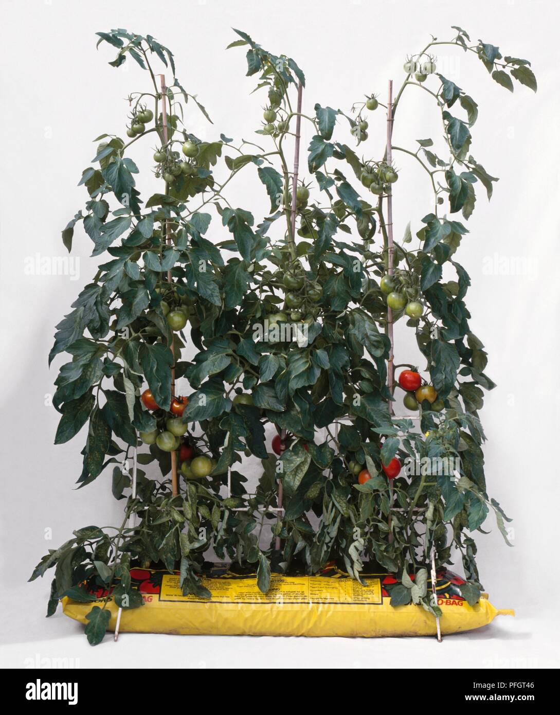 Mature e pomodori acerbi su steli cresciuto da un growbag Foto Stock