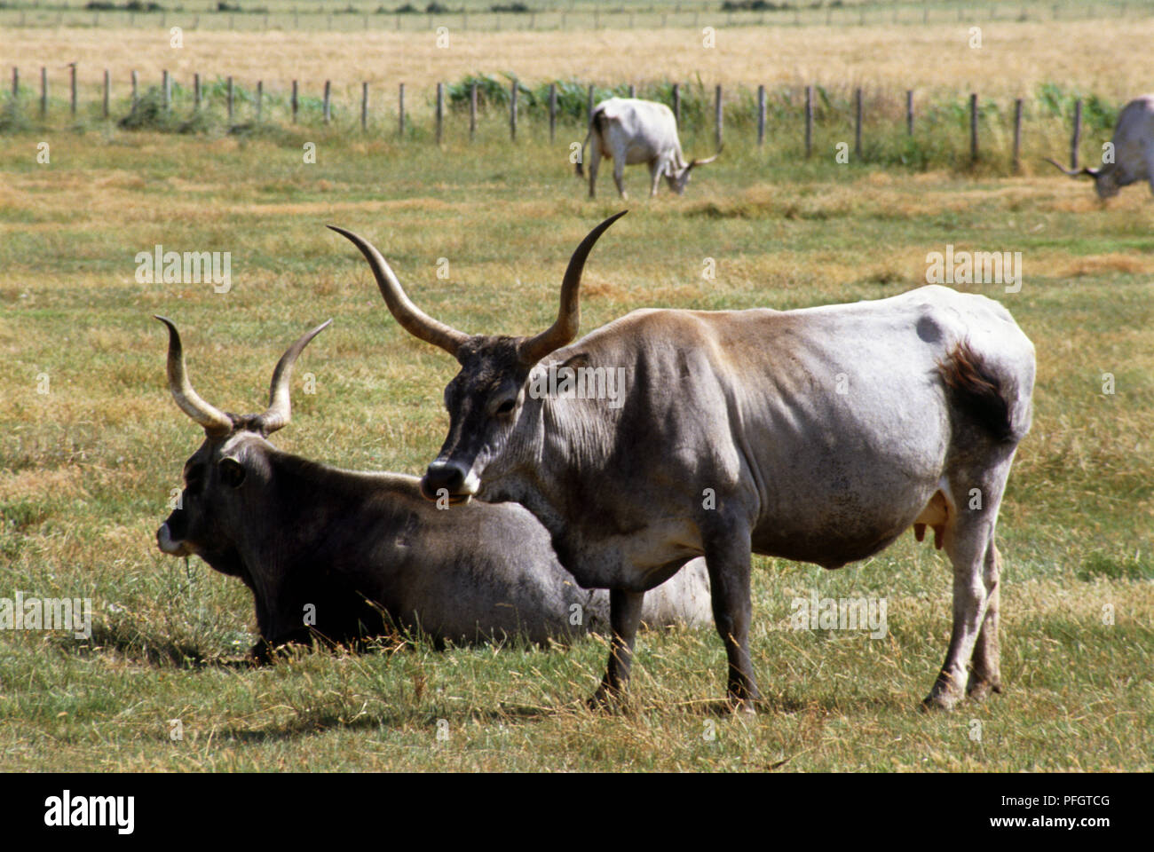 L'Italia, Toscana, bianco Maremma bovini con lunghe corna e mammella visibile. Foto Stock