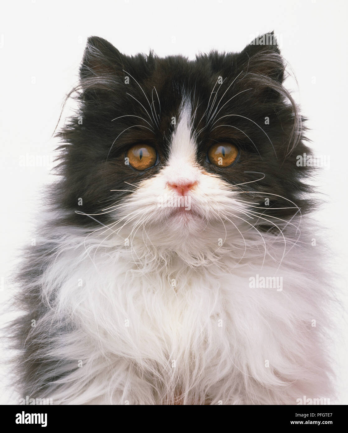 Colpo di testa di un nero-e-bianco bi-color Longhair Cat, vista frontale. Foto Stock