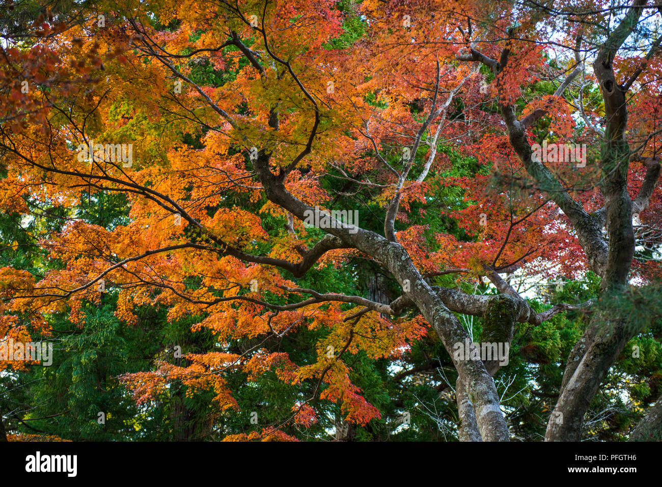 L'arancione e il rosso Foglie di autunno sugli alberi nel Tempio Narita-San Park a Narita, in Giappone Foto Stock