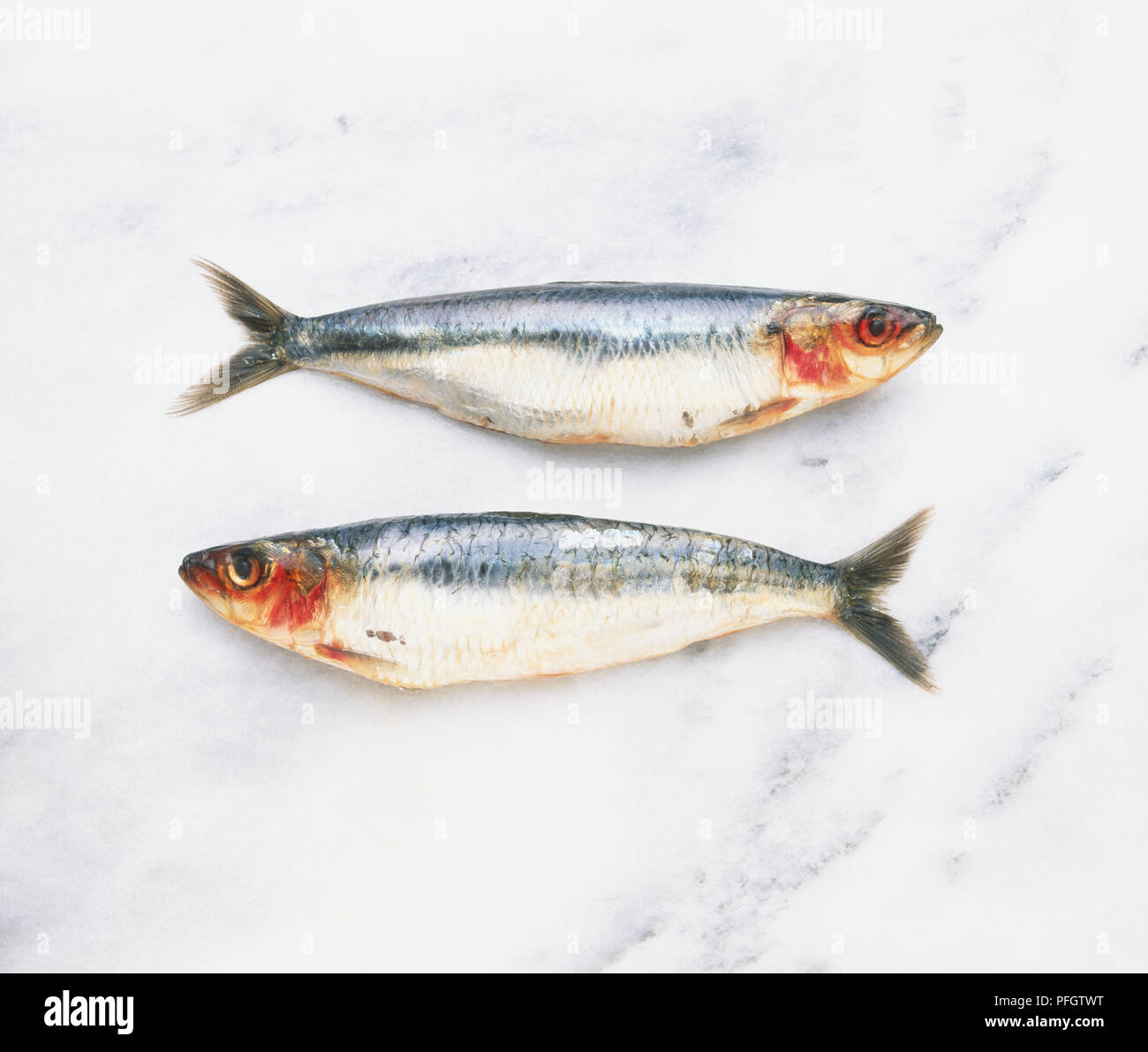 Due le sardine (Clupeidae) rivolta verso direzioni diverse Foto Stock