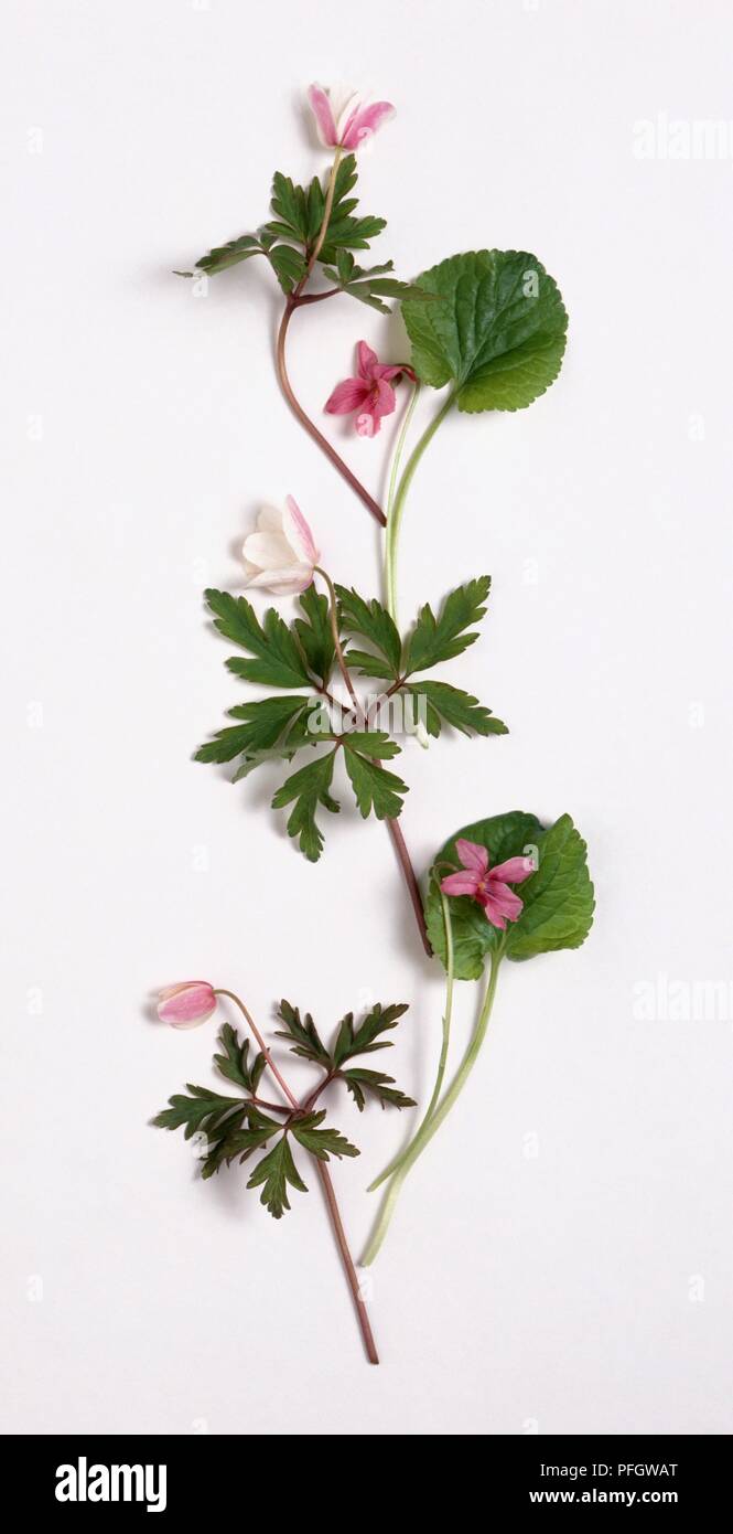 Viola odorata con fiori rosa e bianchi e foglie verdi su steli sottili Foto Stock