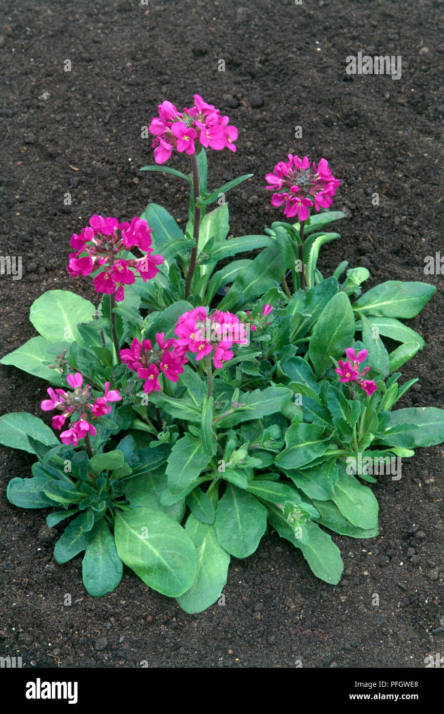 Arabis blepharophylla 'Fruehlingszauber" (Rock) crescione, viola, fioritura perenne, Alpino a inizio estate, close-up Foto Stock