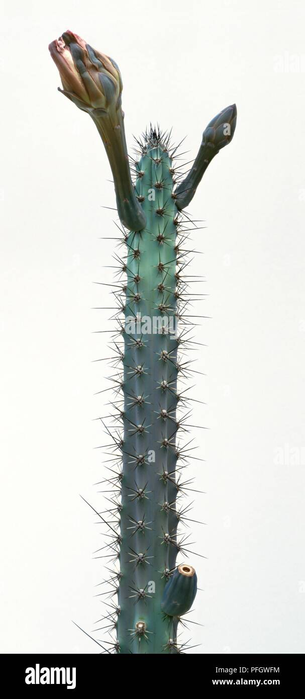 Cereus Aethiops cactus con boccioli su alti, dentato per stelo Foto Stock