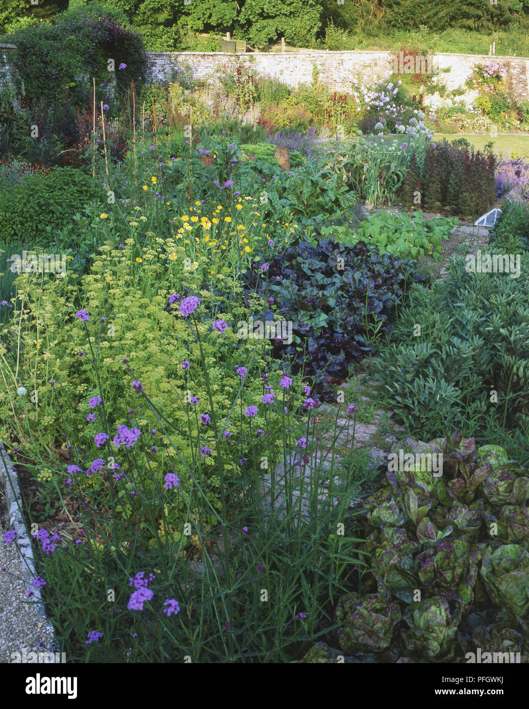Un giardino murato comprese Verbena bonariensis Foto Stock