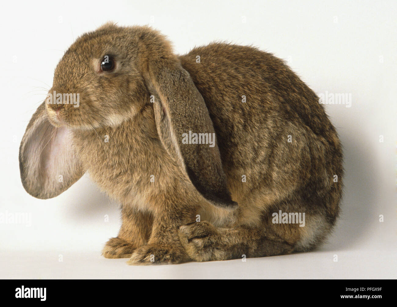 Brown floppy-eared coniglio domestico (leporidi selvatici), vista laterale Foto Stock