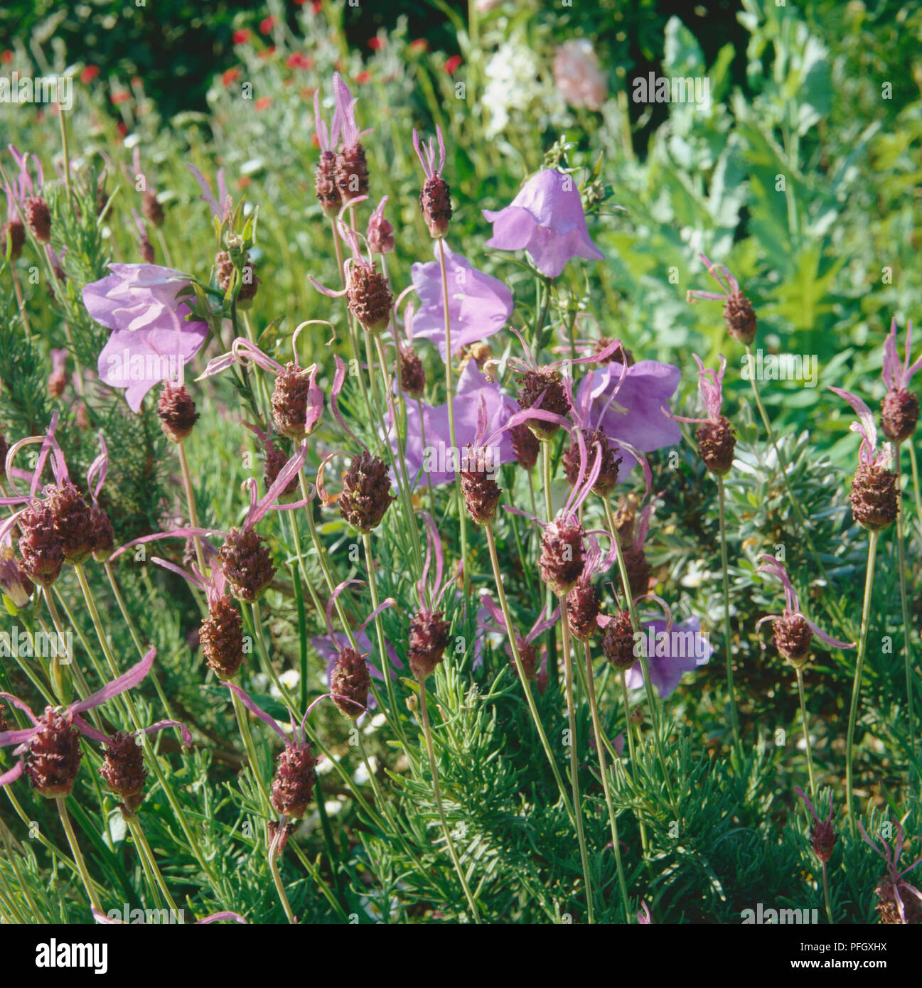 Giardino selvaggio, viola harebell nativo cresce accanto alla lavanda francese, erbe lunghe e fogliame circostante. Foto Stock