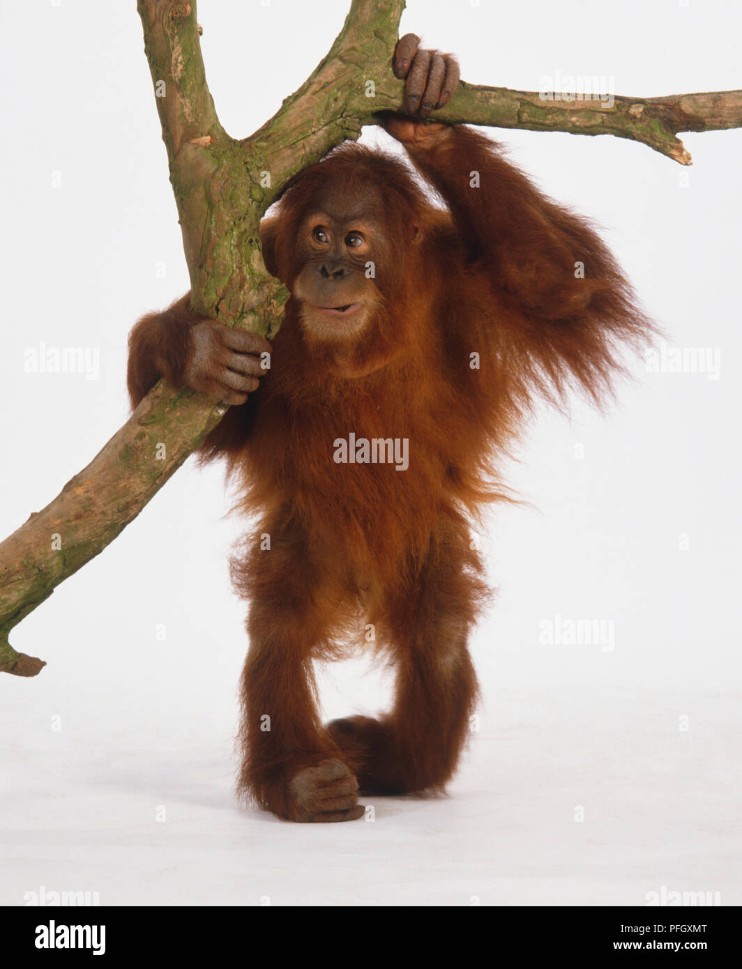 Un bambino orango trattenendo i rami degli alberi. Foto Stock