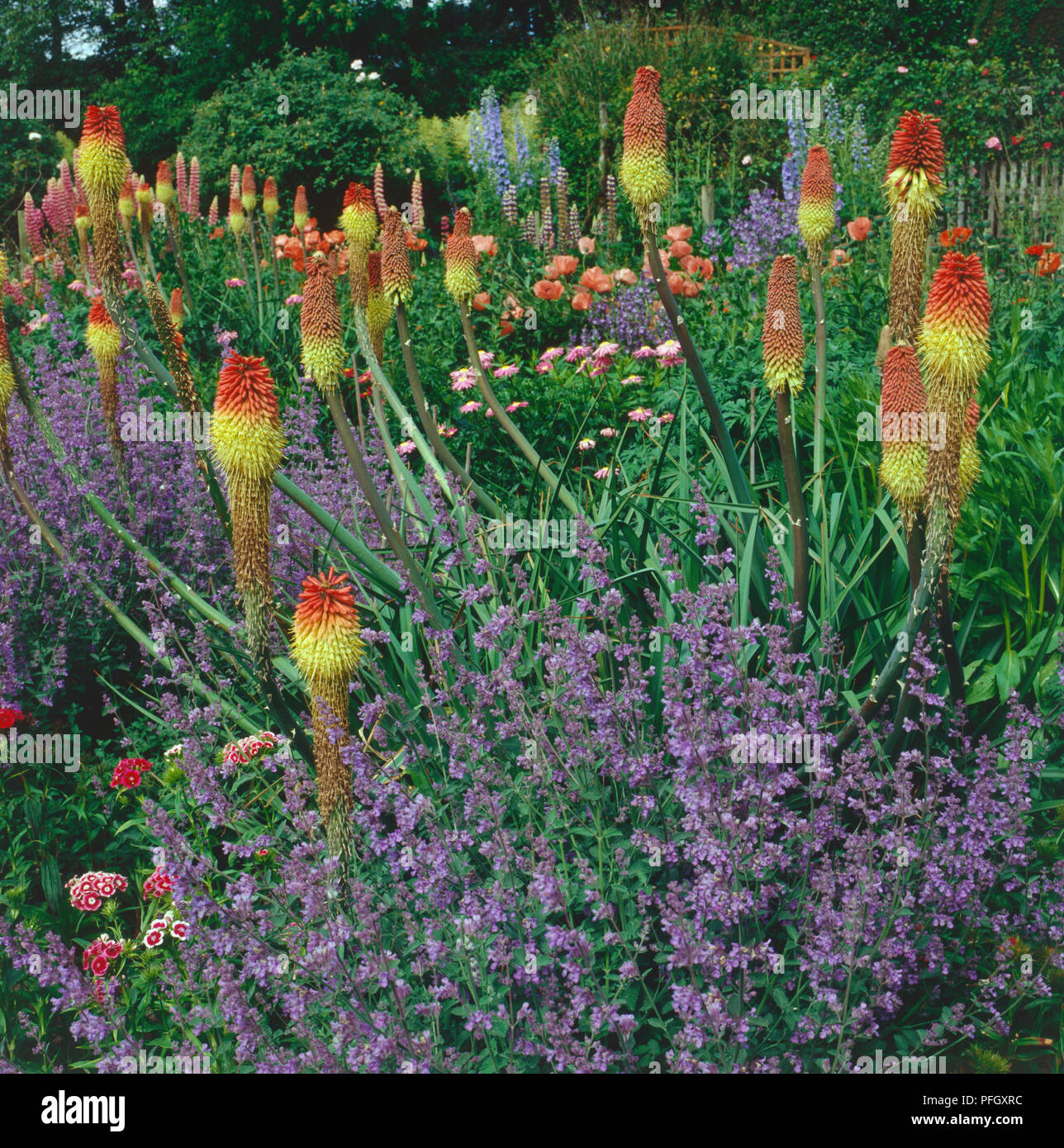 Kniphofia, somigliante a red hot pokers e il blu Nepeta, 'Six Colline" gigante, crescendo di altezza, circondato da verde fogliame, papaveri che fiorisce in background e coloratissimi fiori selvatici giardino. Foto Stock