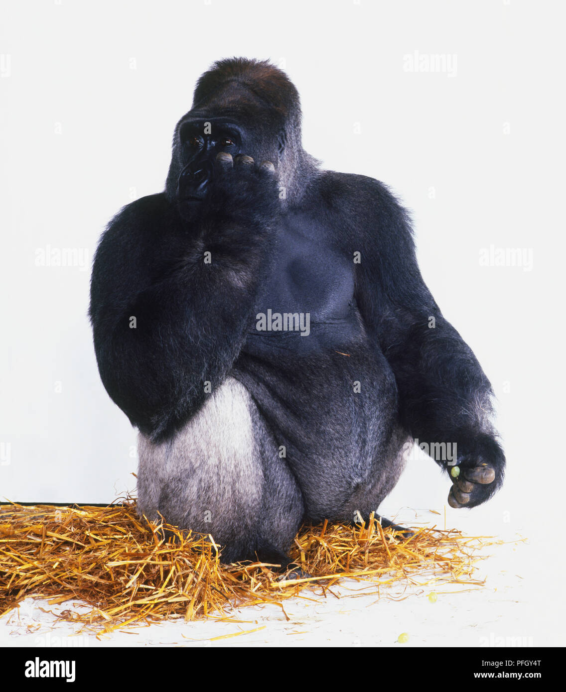 Pianura orientale (Gorilla Gorilla beringei graueri) seduti sulla paglia, mano alzata ad occhio Foto Stock