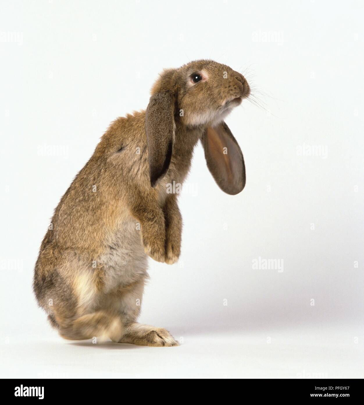 Brown lop-eared coniglio in piedi sulle zampe posteriori Foto Stock