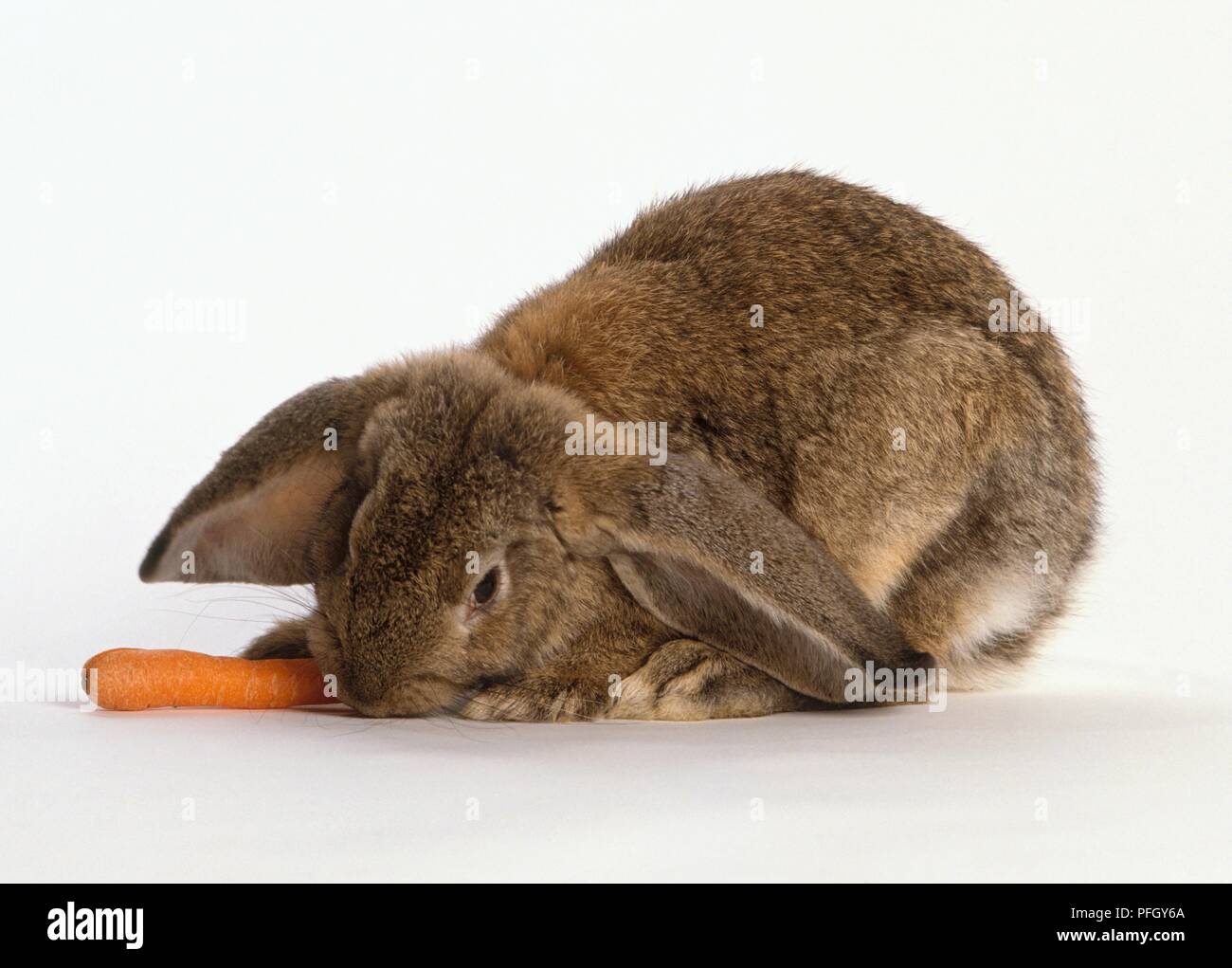 Brown lop-eared rabbit mangiando la carota Foto Stock