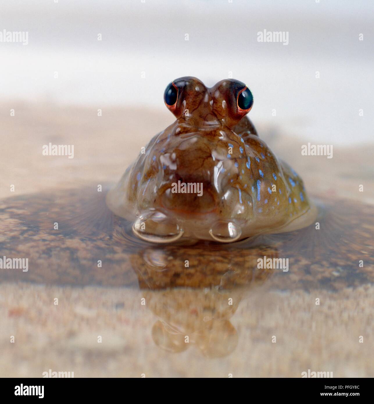 Mudskipper in acqua che mostra grandi occhi a bulbo Foto Stock