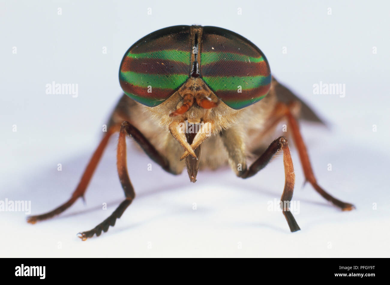 Horsefly (Tabanidae), chiusura del grande nero-verde occhi composti, vista frontale. Foto Stock