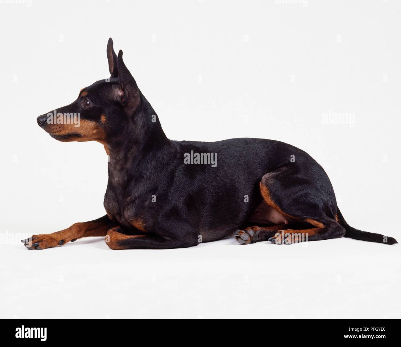English toy terrier, nero e marrone, seduti, vista laterale Foto stock -  Alamy