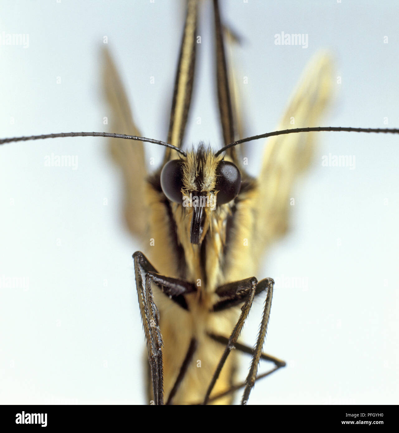 Ingrandimento della farfalla che mostra gli occhi, proboscide, antenne, e gambe Foto Stock