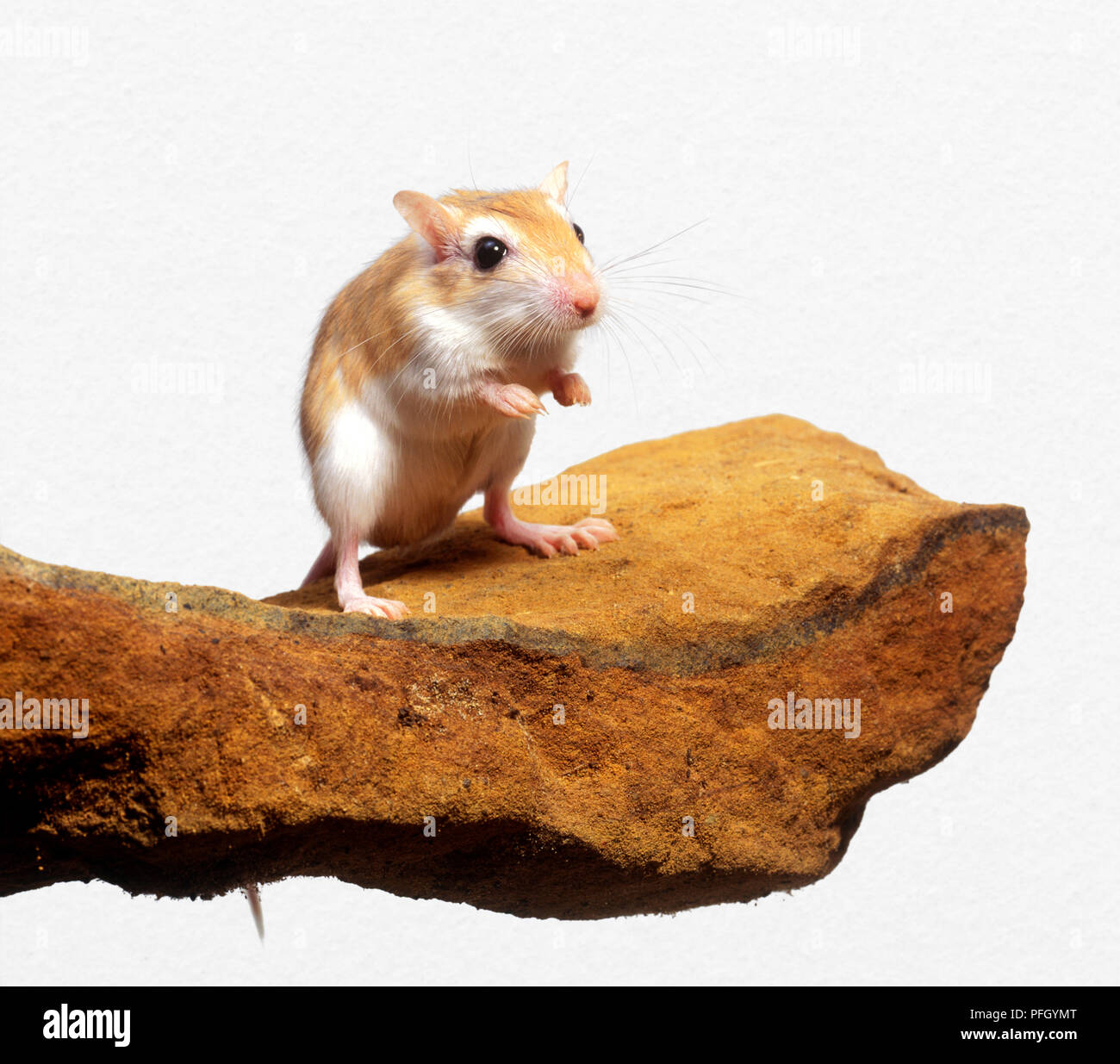 Pallida gerbillo (Gerbillus perpallidus) sulle zampe posteriori, vista frontale Foto Stock