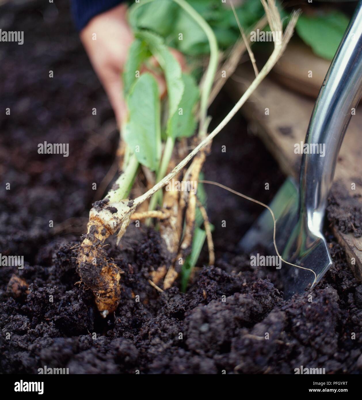 Rimozione coltivati biologicamente rafano dal suolo bagnato, utilizzando cazzuola, close-up Foto Stock