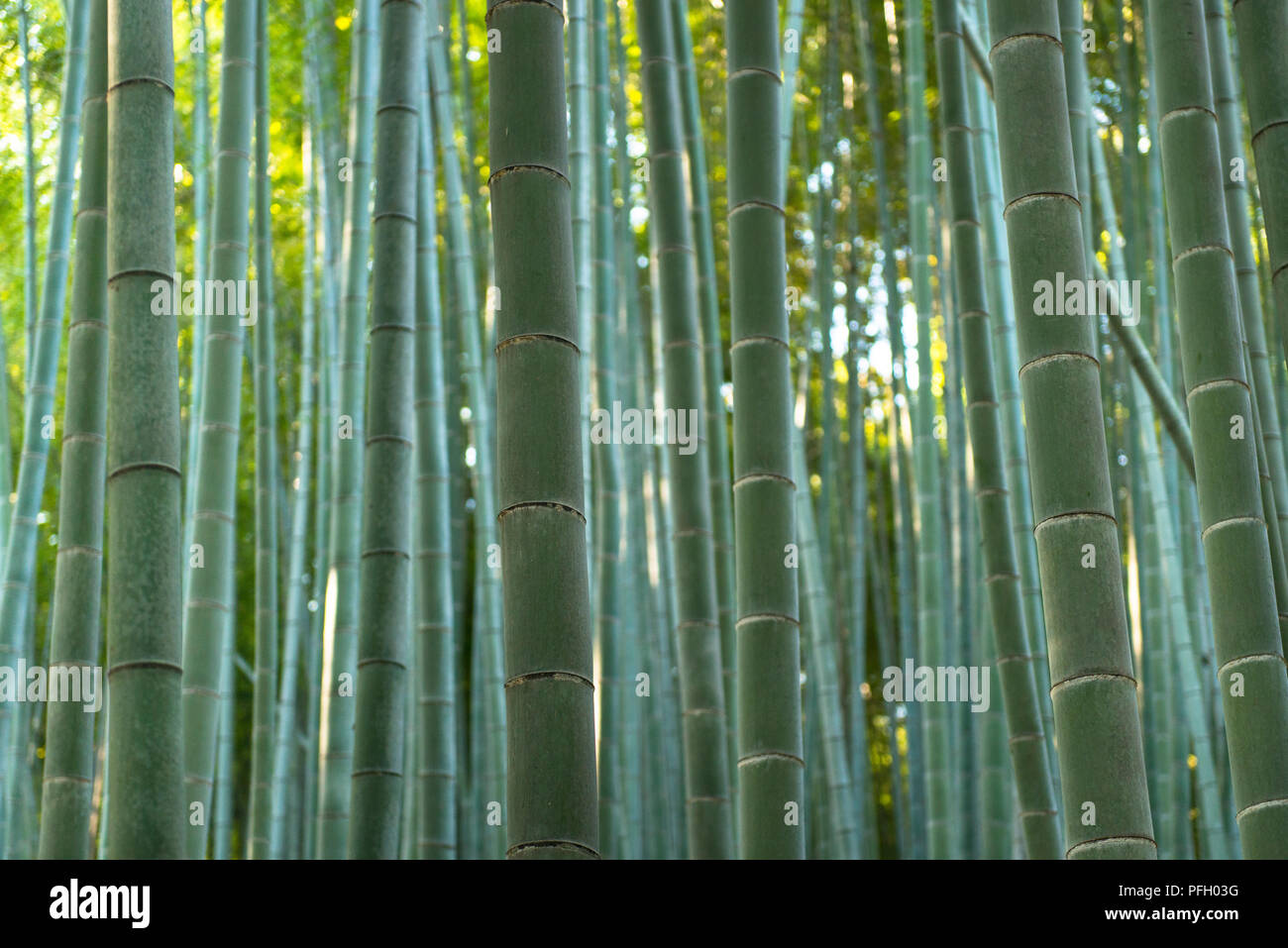 Primo piano di stocchi di bambù in una foresta ad Arashiyama nella città di Kyoto, Giappone. Foto Stock