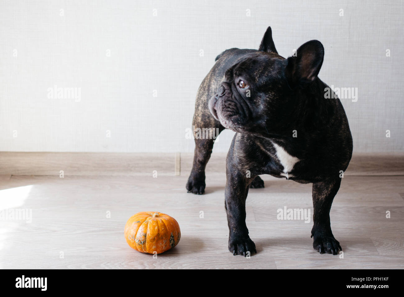 Funny brindle bulldog francese cane e zucca Foto Stock