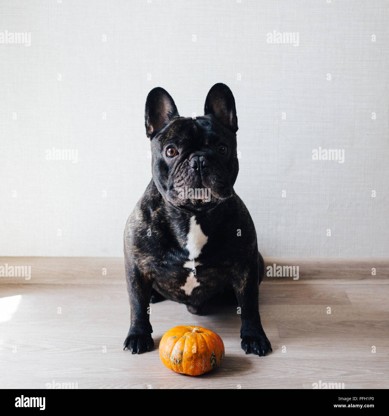 Funny brindle bulldog francese cane e zucca Foto Stock