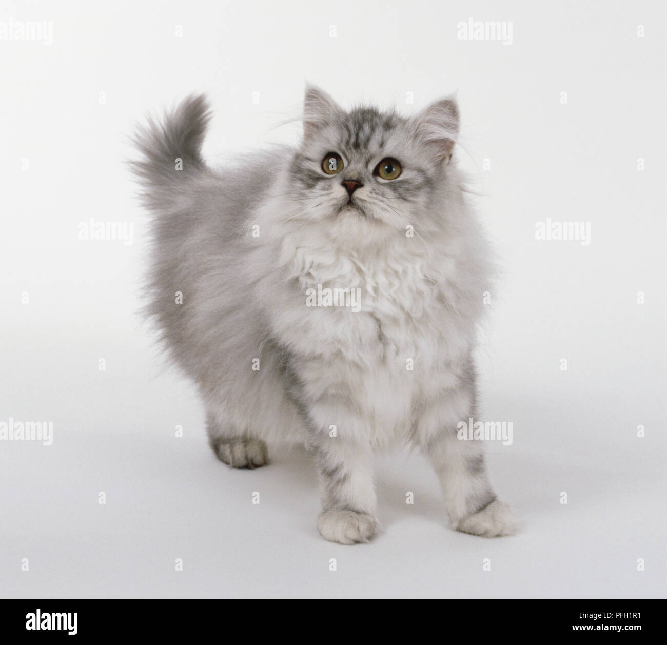 Silver tabby persiano gatto longhaired con coda corta e gli anelli sulle gambe, piedi. Foto Stock