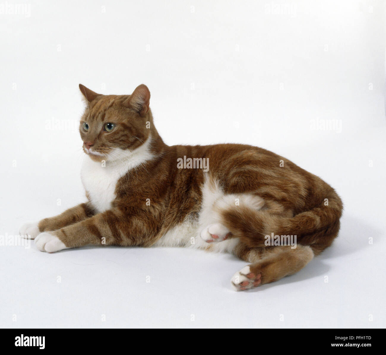 Classico Rosso tabby e bianco non-pedigree shorthaired cat con cipiglio più scure linee sulla fronte, sdraiato, vista laterale. Foto Stock
