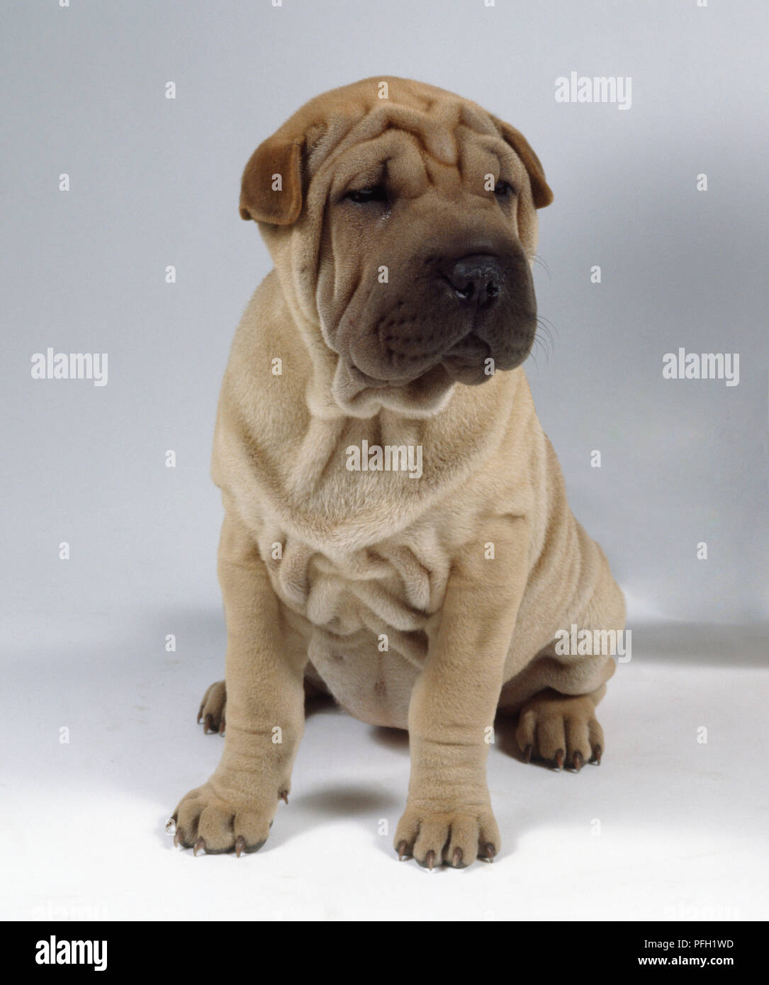 Una luce gialla Shar Pei cucciolo con pelle rugosa e a breve le orecchie si siede sulle zampe posteriori. Foto Stock