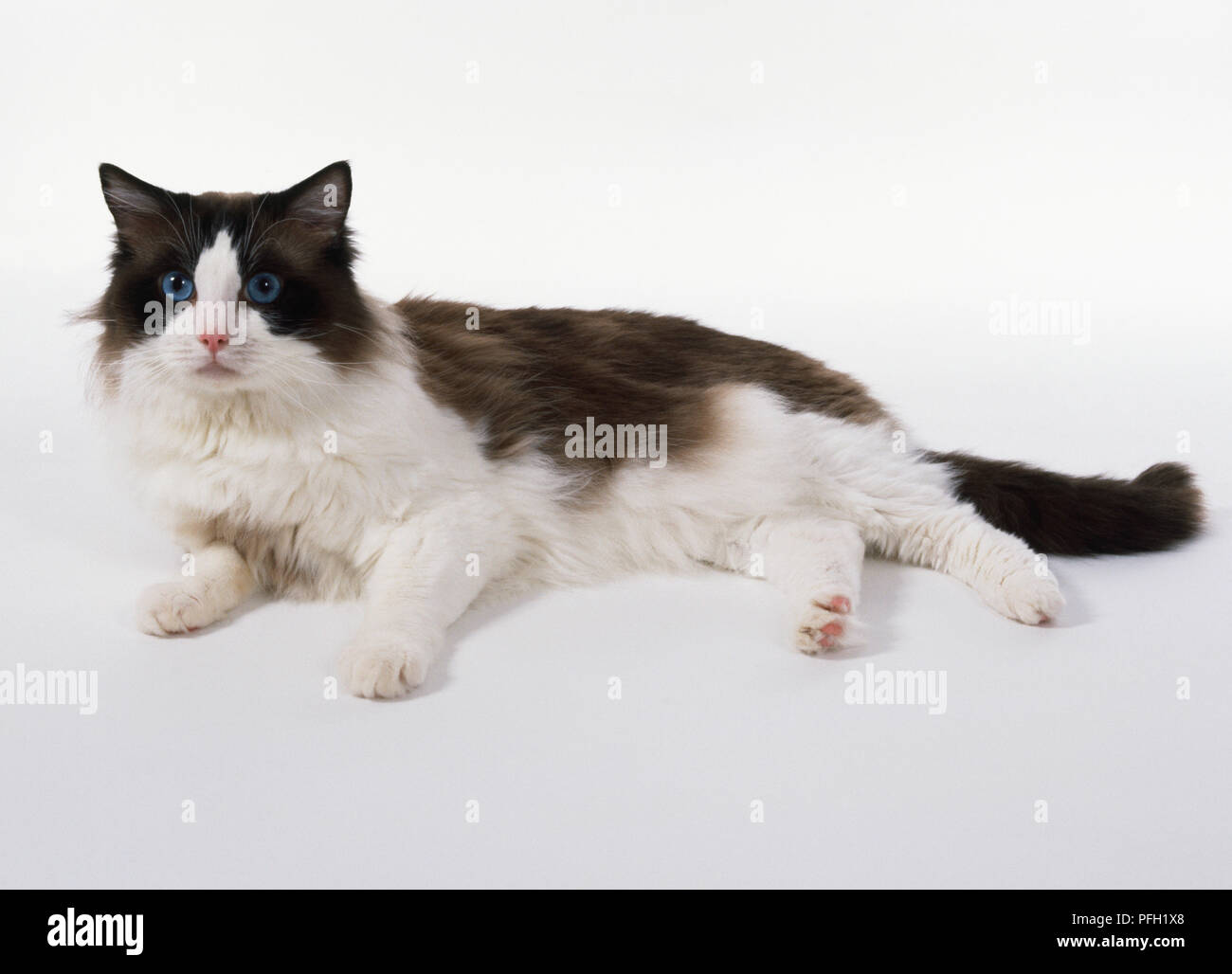 La guarnizione bicolore gatto Ragdoll con bianco invertito 'V' sul viso e lunga coda rastremata, sdraiato. Foto Stock