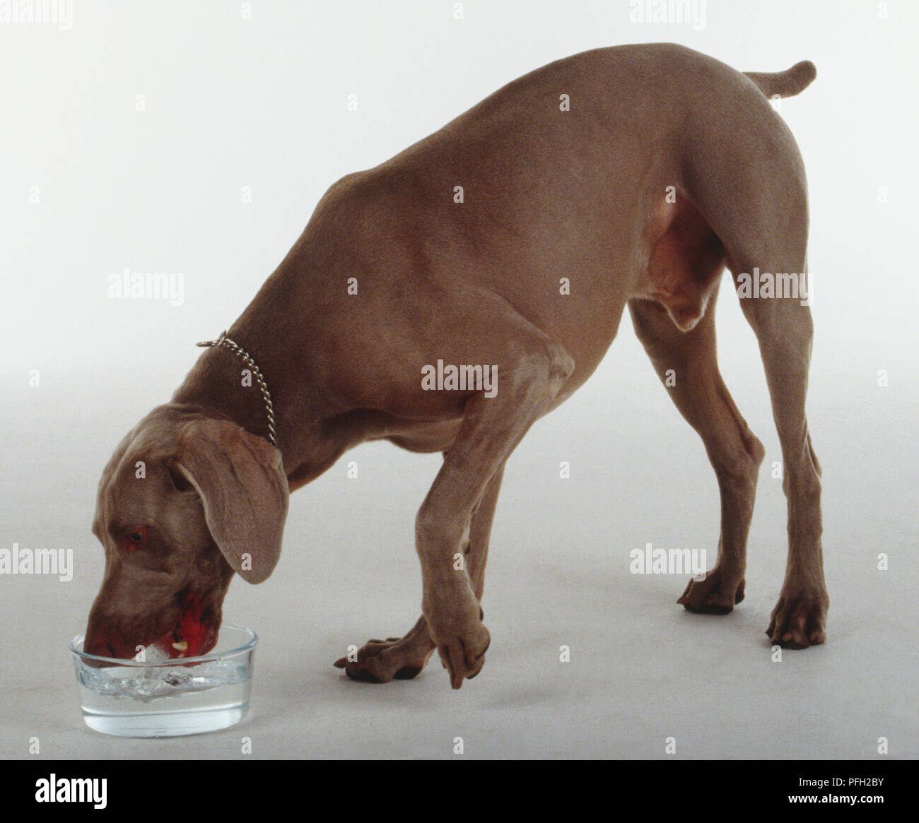 Un Weimaraner beve l'acqua da una ciotola di sollevamento anteriore la sua zampa sinistra. Foto Stock