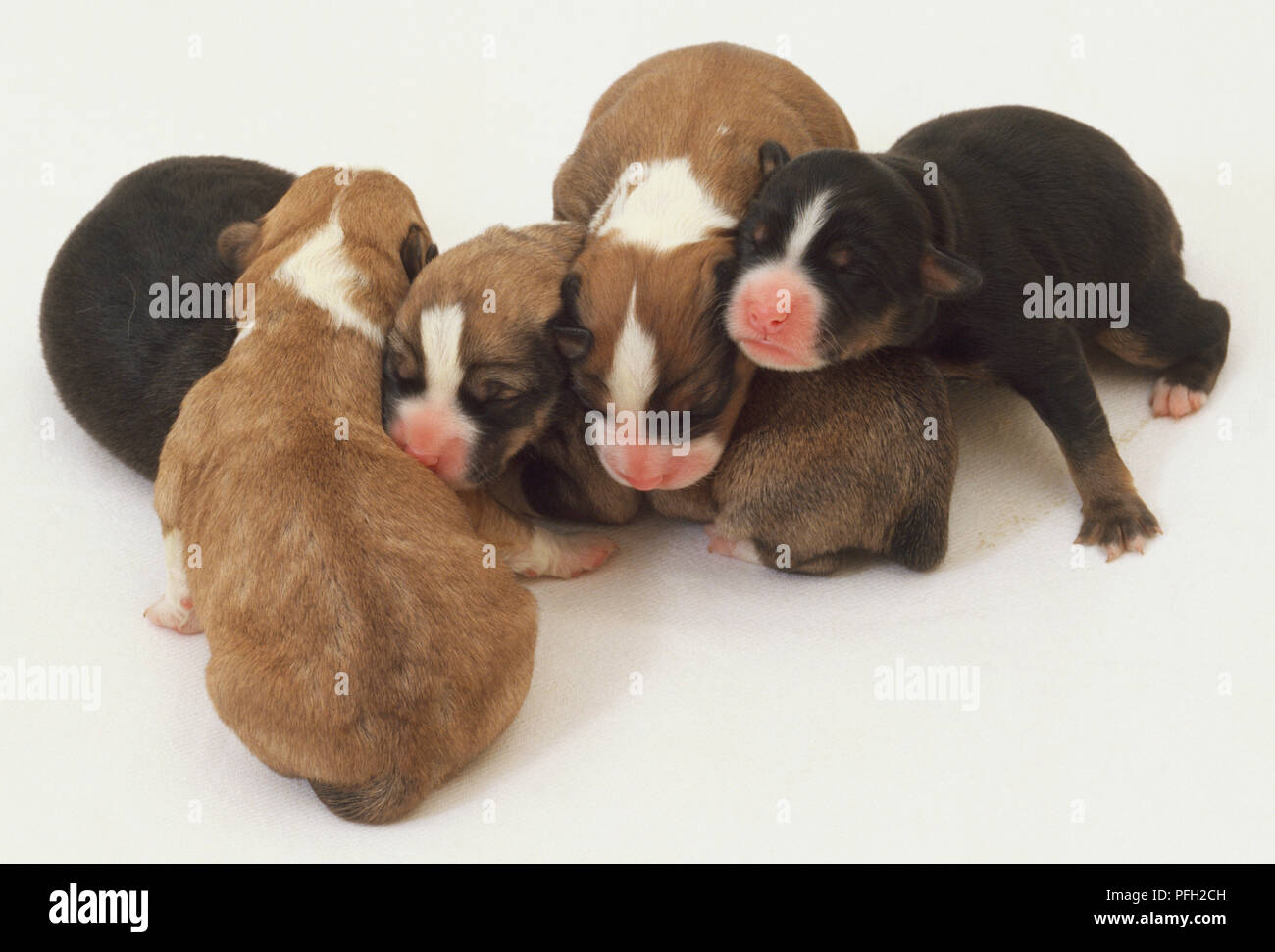 Cinque neonato bianco nero e marrone cuccioli di colore rosa con il naso e gli occhi chiusi. Foto Stock