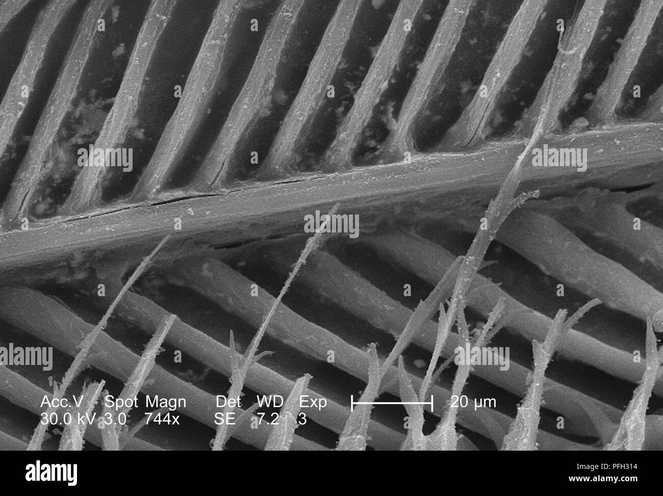 Dettagli ultrastrutturali di piuma non identificato ha rivelato nel 744x di scansione ingrandita al microscopio elettronico (SEM) immagine, 2006. Immagine cortesia di centri per il controllo delle malattie (CDC) / Janice Haney Carr. () Foto Stock