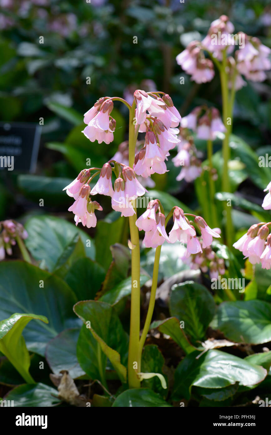Bergenia emeinensis hybrid Foto Stock