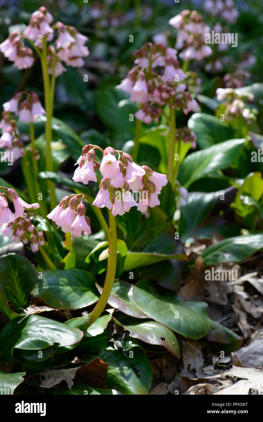 Bergenia emeinensis hybrid Foto Stock