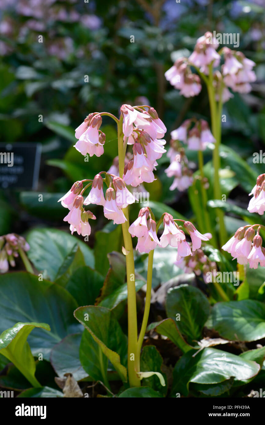 Bergenia emeinensis hybrid Foto Stock