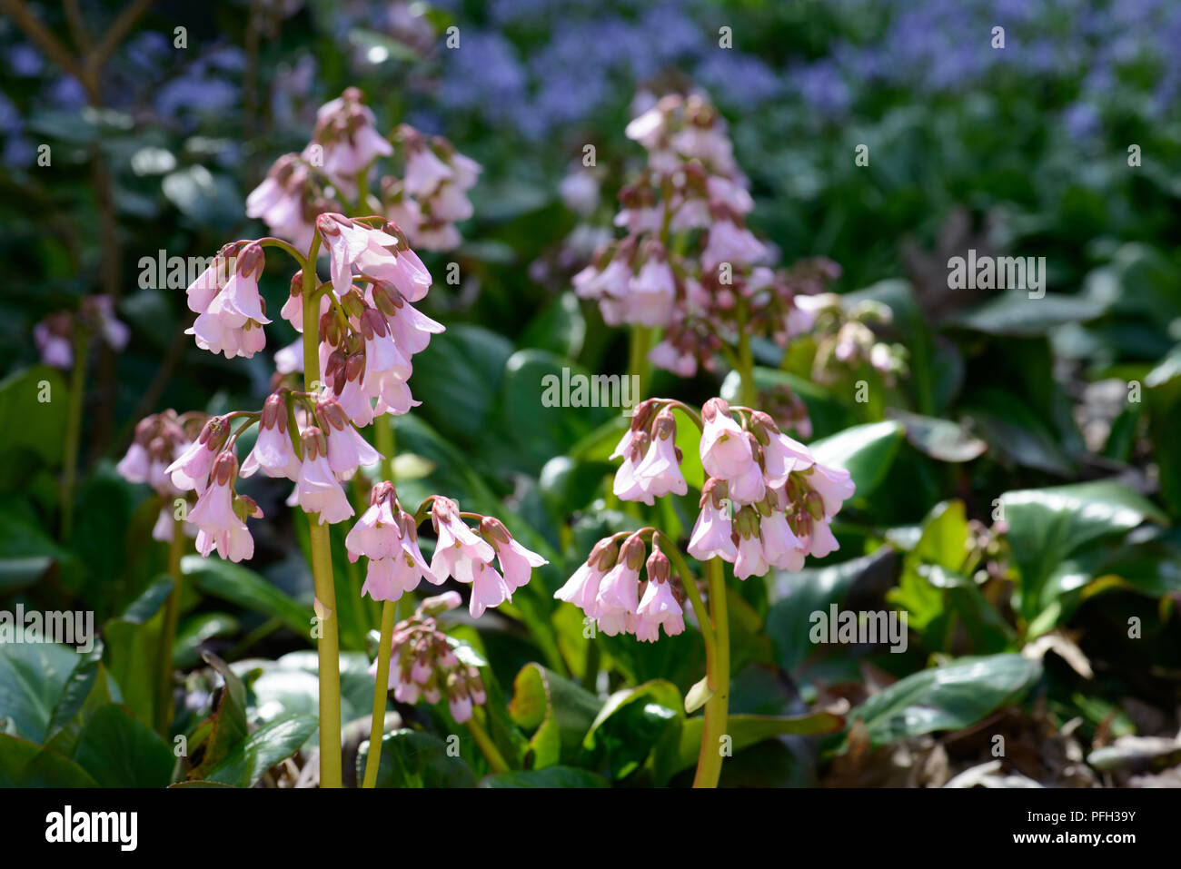 Bergenia emeinensis hybrid Foto Stock