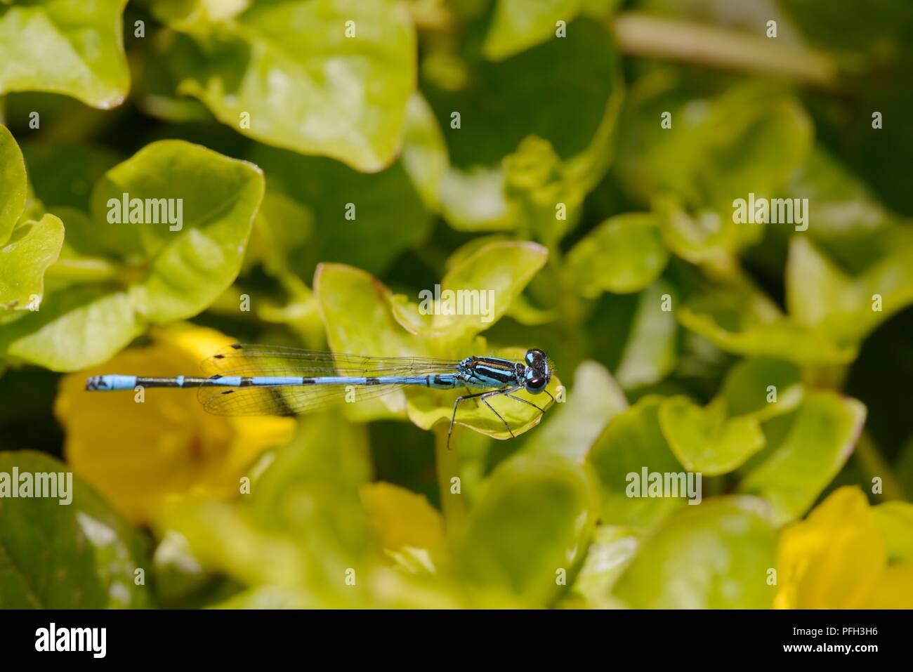 Coenagrion puella, Azure Damselfly, Wales, Regno Unito. Foto Stock