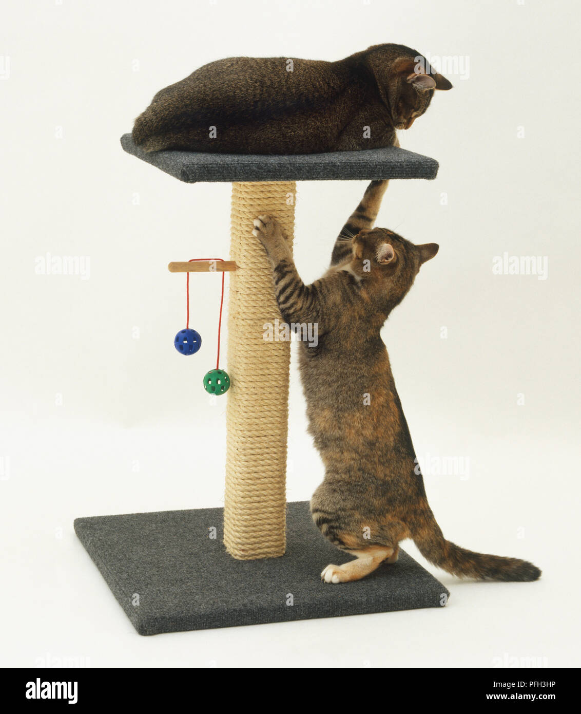 Cat (felis catus) in piedi sulle zampe posteriori, raggiungendo con le sue zampe anteriori ad altri cat seduto sulla parte superiore del plinto, vista laterale Foto Stock