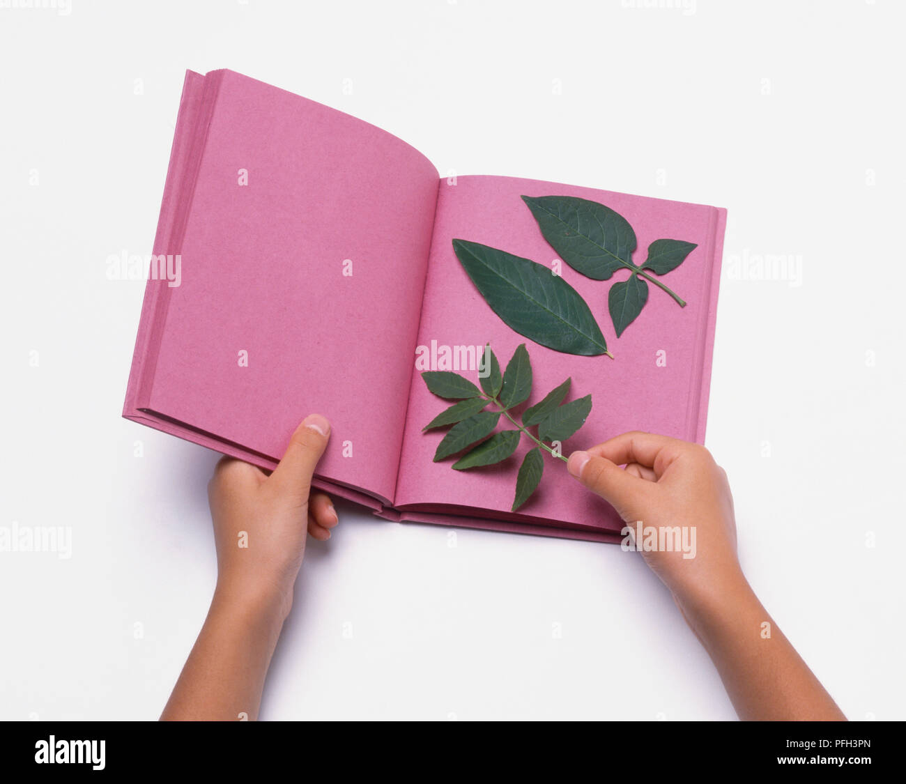 Mettere foglie all'interno di un libro con l'assorbente in carta rosa Foto Stock