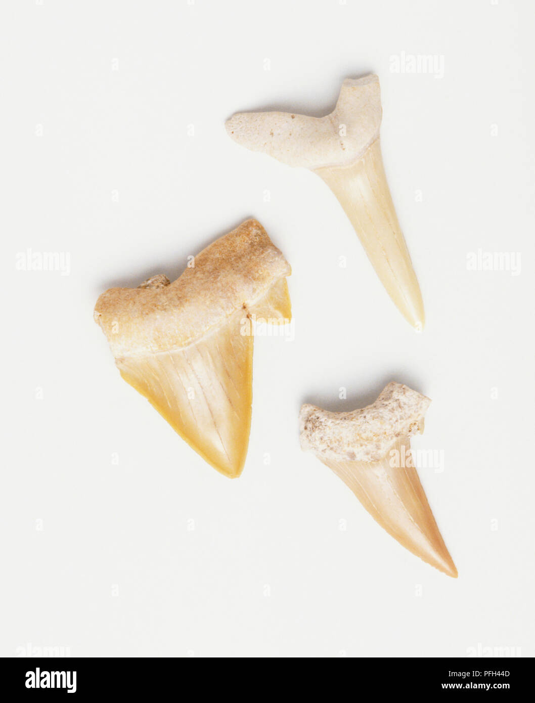 Tre punte dei denti degli animali Foto Stock