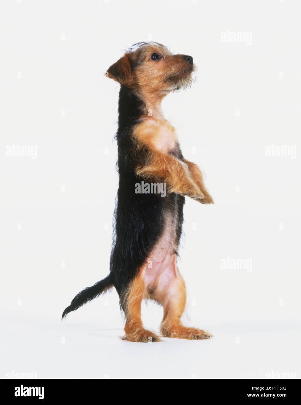 Yorkshire Terrier (canis familiaris), in piedi sulle zampe posteriori, vista anteriore e laterale Foto Stock